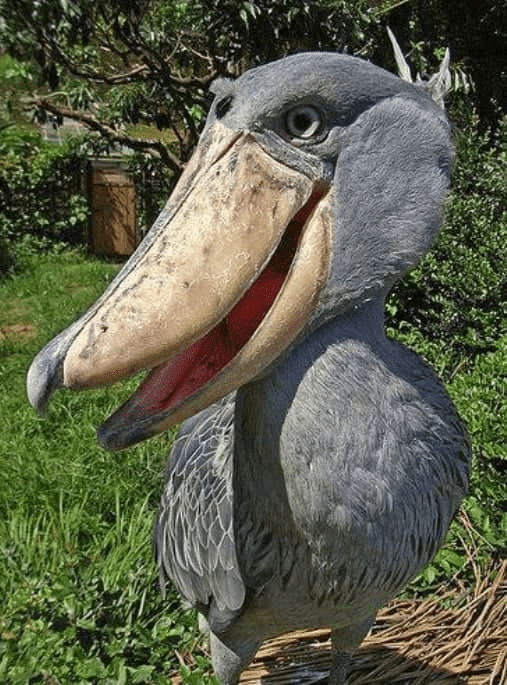 Shoebill Bird 