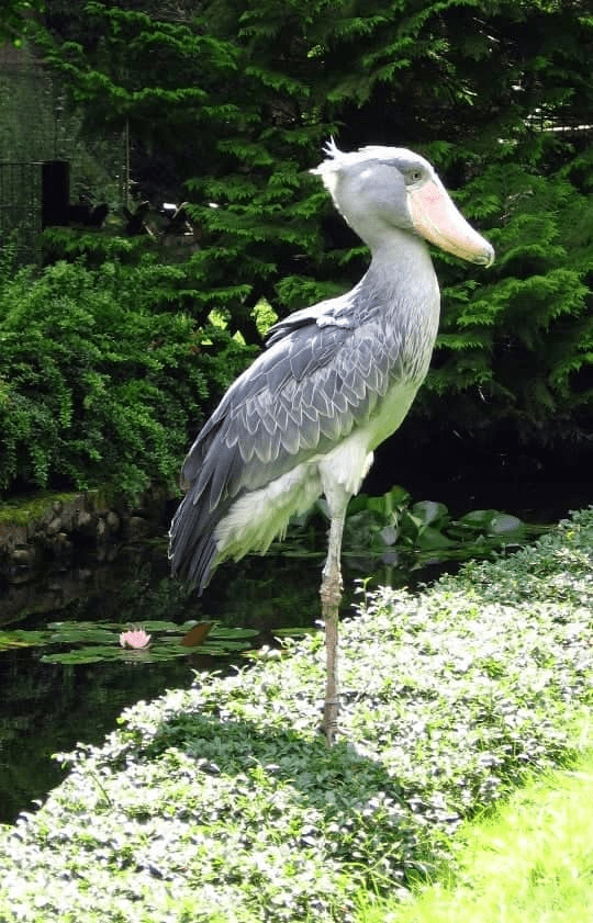 Shoebill Bird 