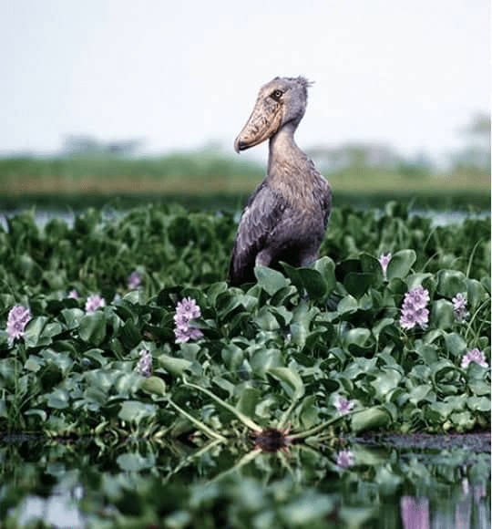 Shoebill Bird 