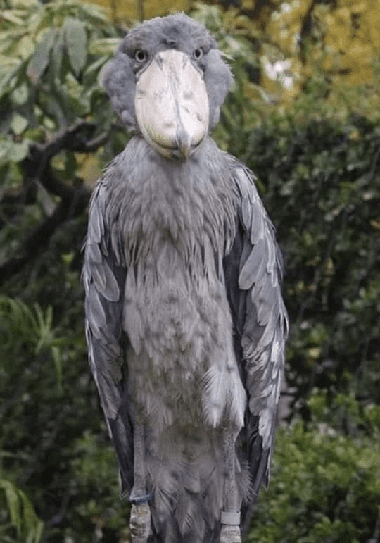 Shoebill Bird 