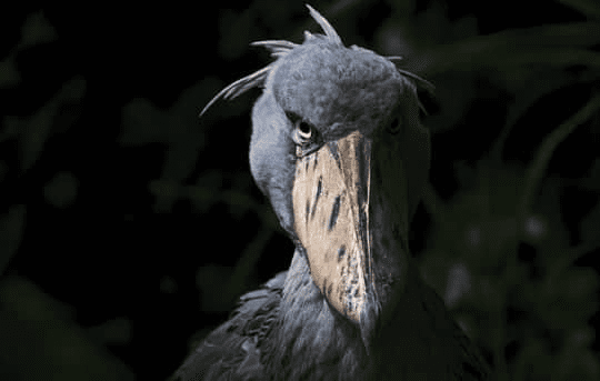 Shoebill Bird 