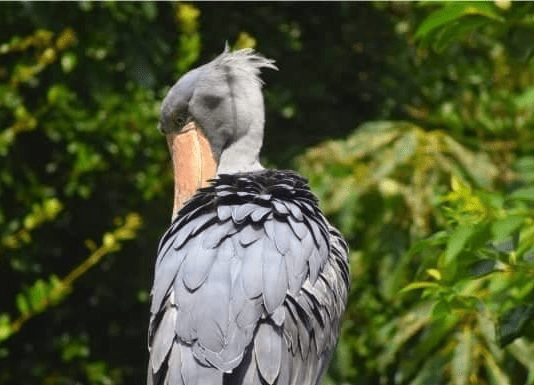 Shoebill Bird 