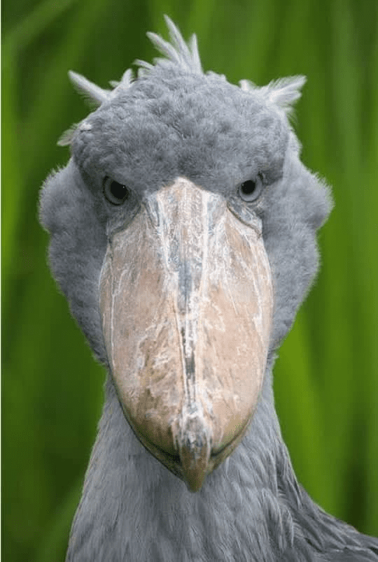 Shoebill Bird 