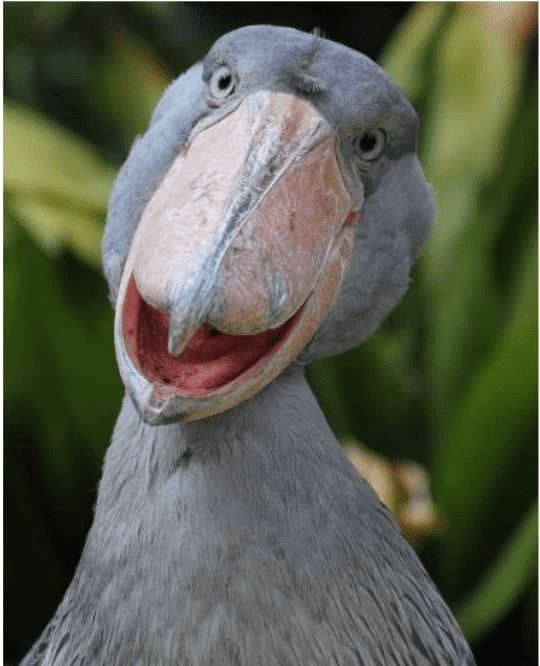 Shoebill Bird 