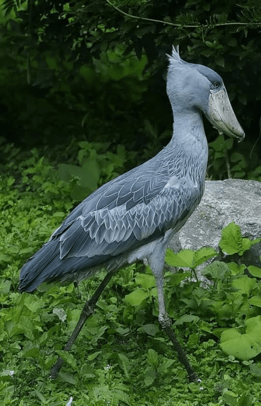 Shoebill Bird 