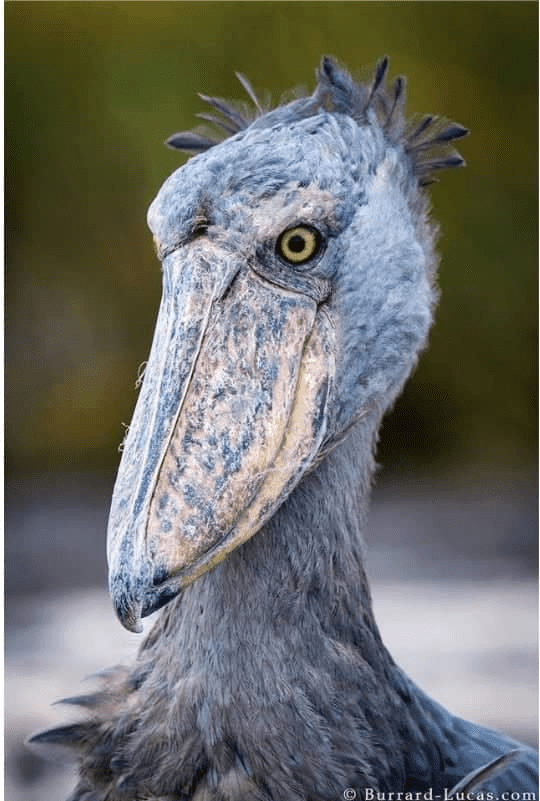 why are the shoebill storks called dinosaurs