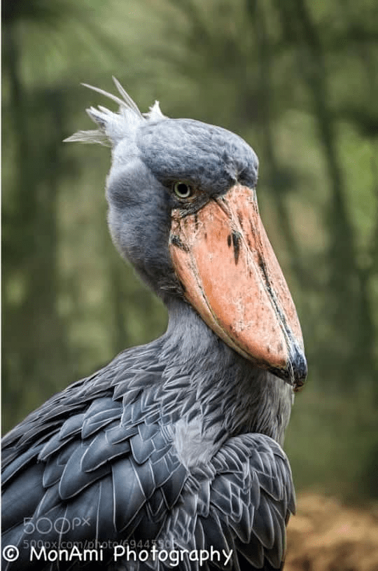 Shoebill Bird 