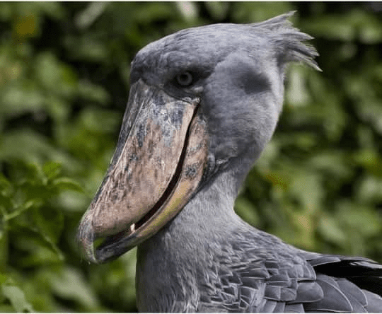 Shoebill Bird 