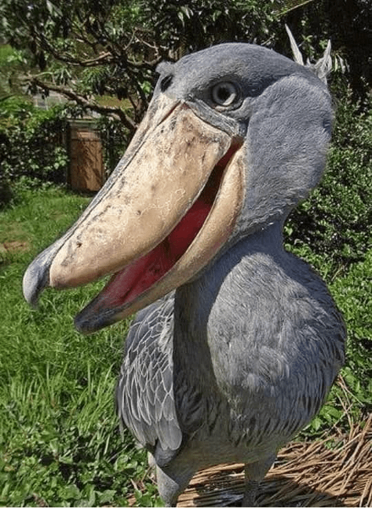 Shoebill Bird 