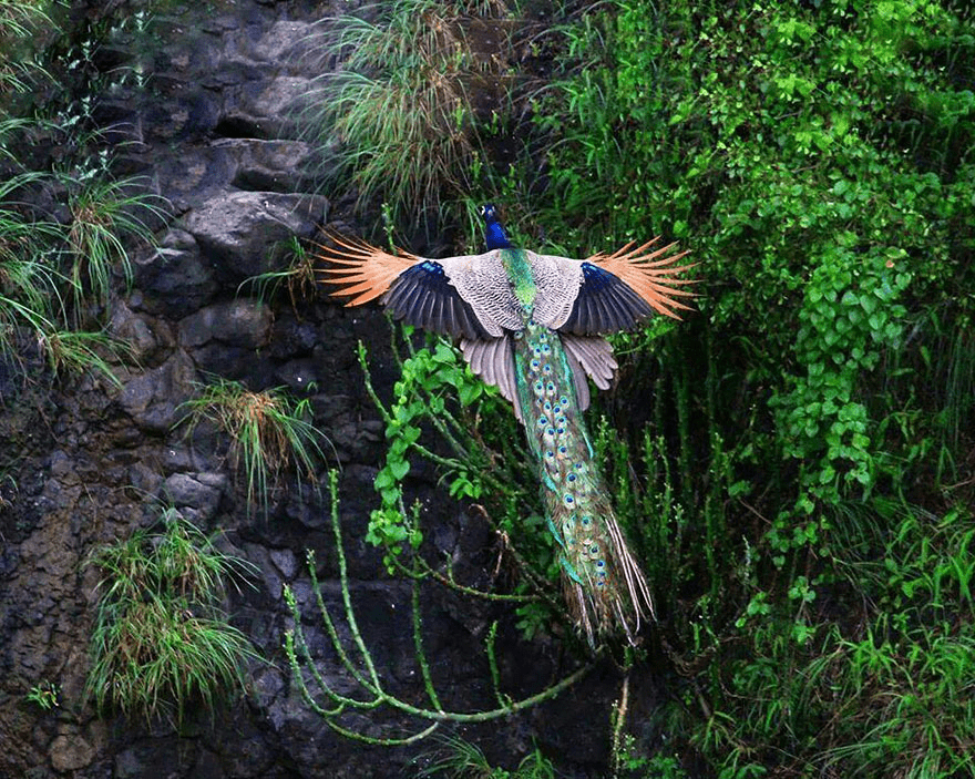 Peacock