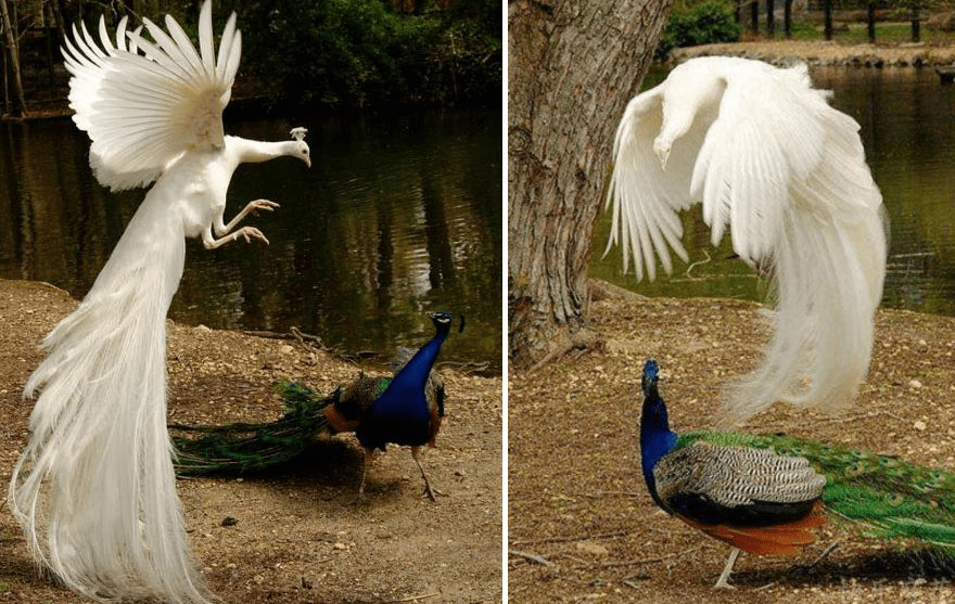 Peacock