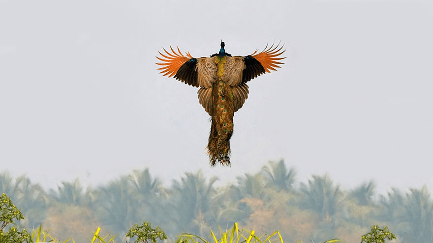 Peacock