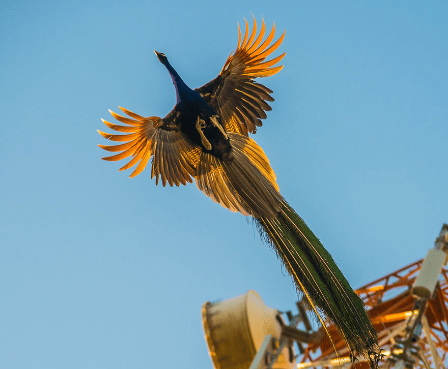 Peacock