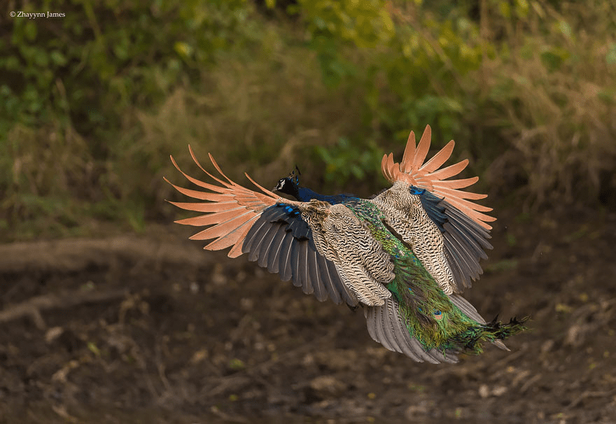 Peacock