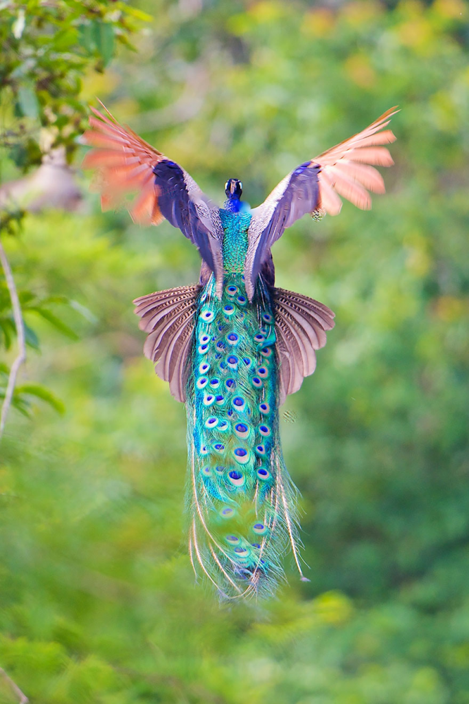 Peacock