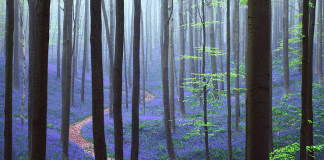 bluebell flowers forest