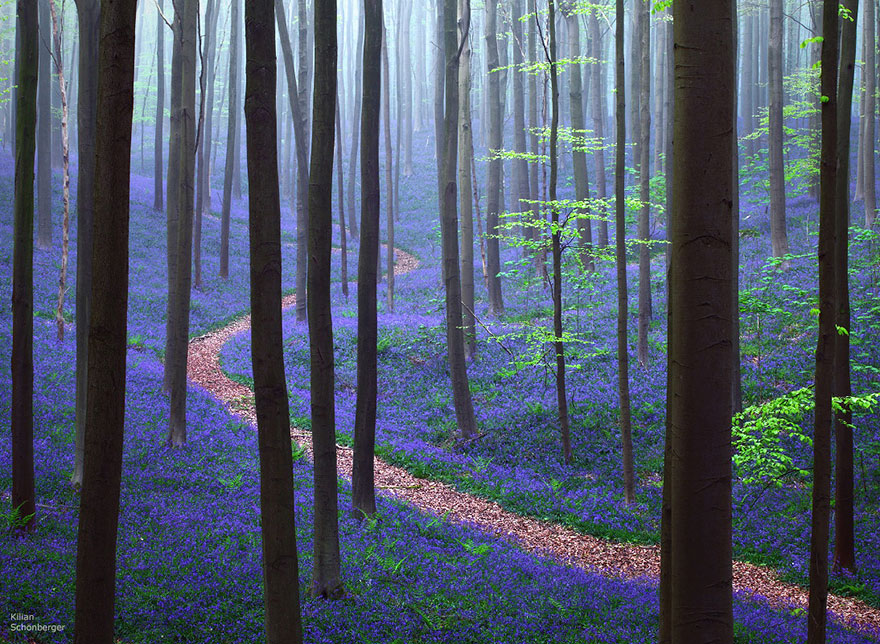 bluebell flowers