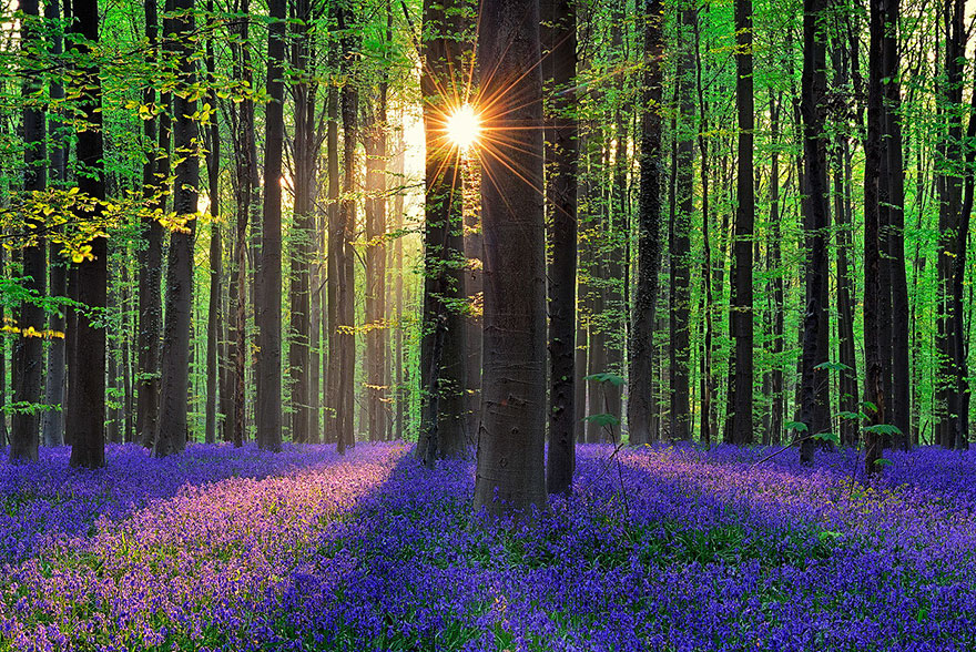 bluebell flowers