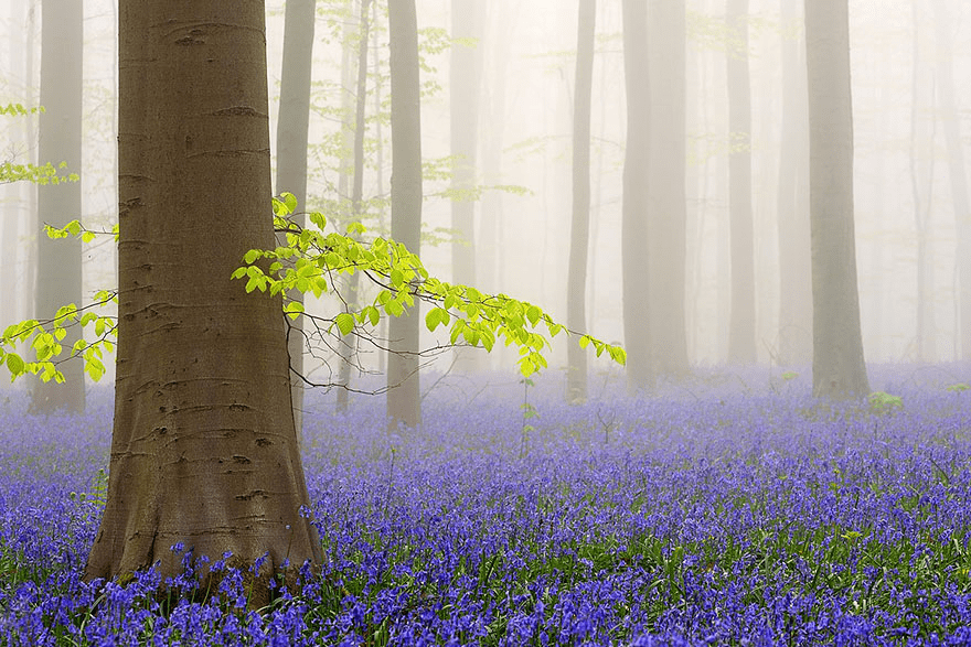 bluebell flowers