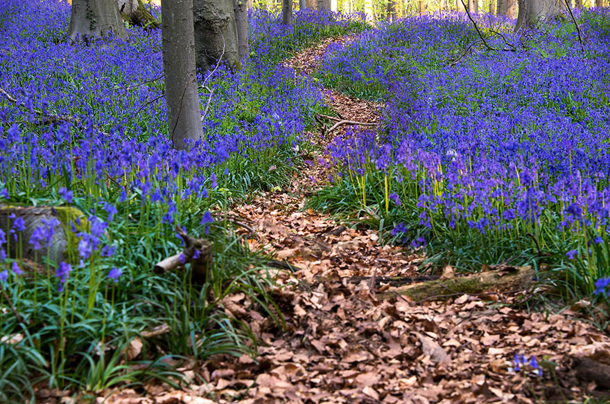 bluebell flowers