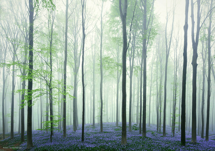 bluebell flowers