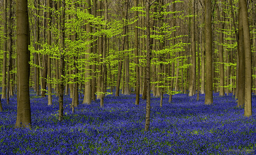 bluebell flowers