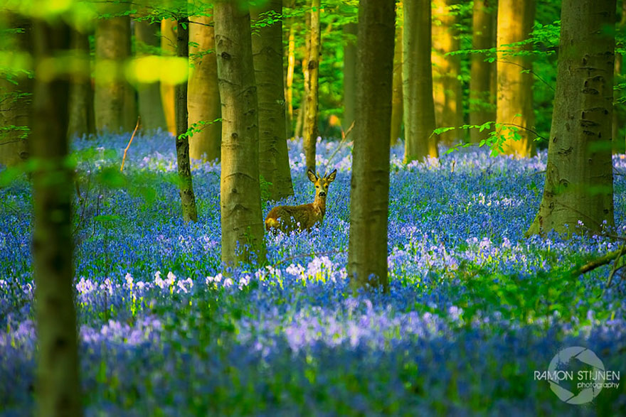 bluebell flowers