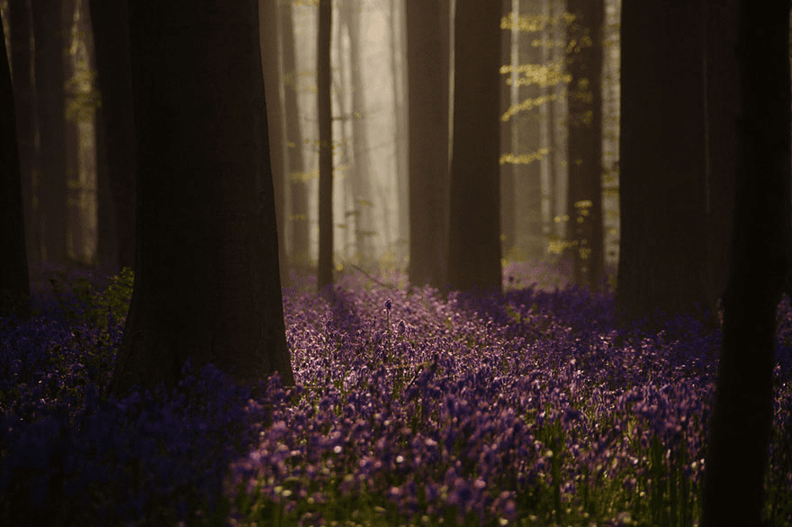 bluebell flowers