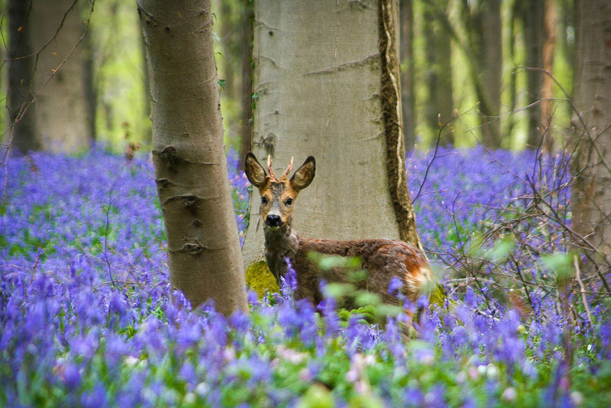 bluebell flowers