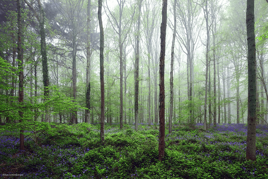 bluebell flowers