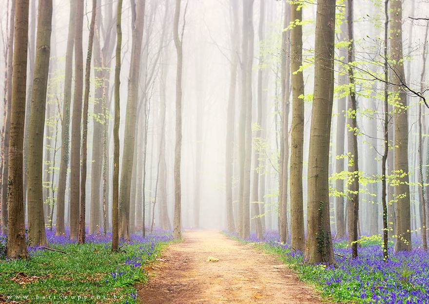 bluebell flowers