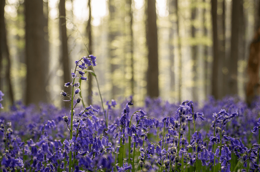 bluebell flowers