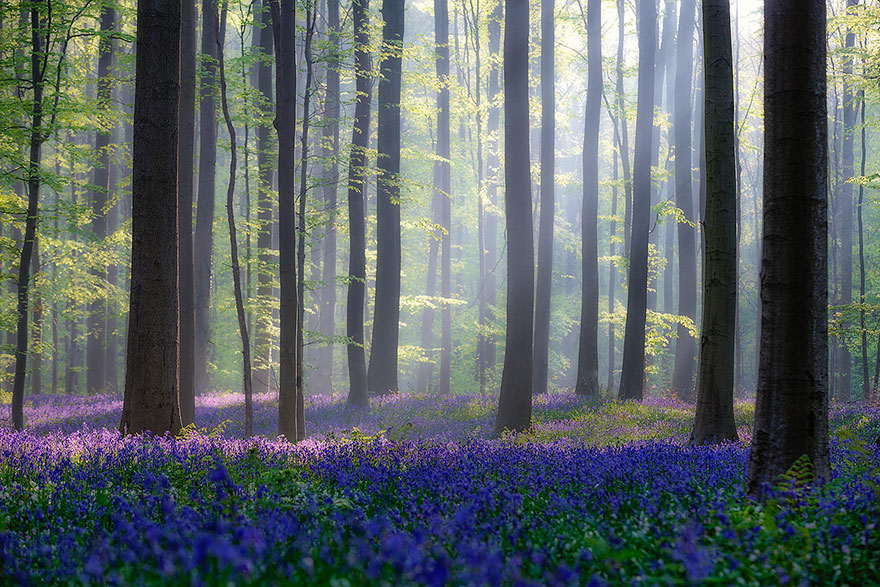 bluebell flowers