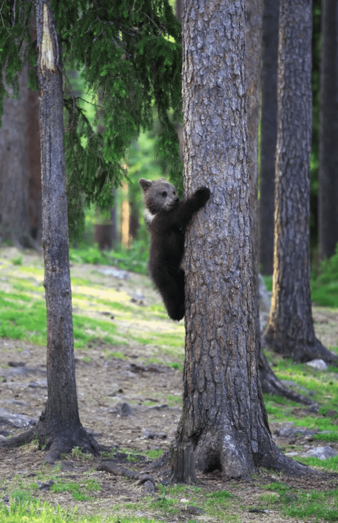 Bear Cubs