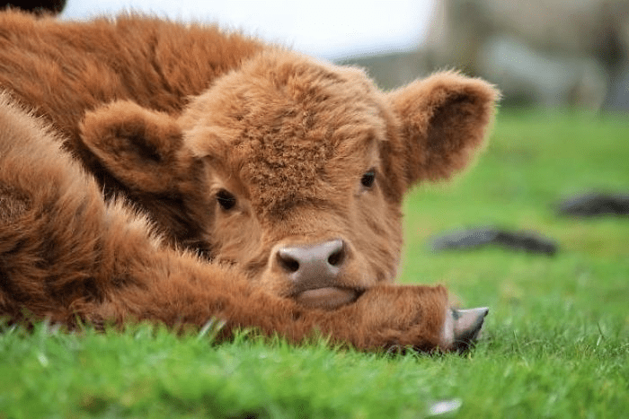 Highland Cattle Calves 