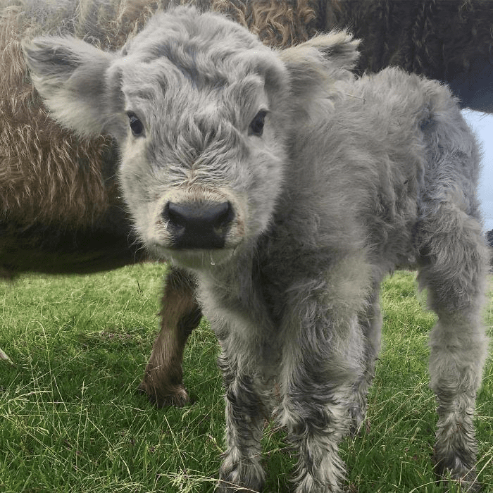 Highland Cattle Calves 