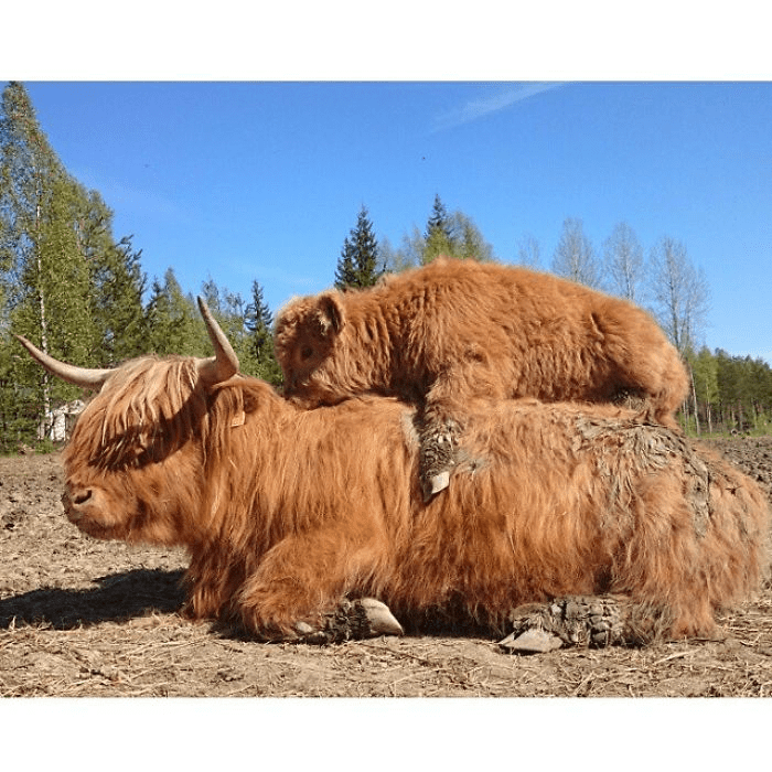 Highland Cattle Calves 