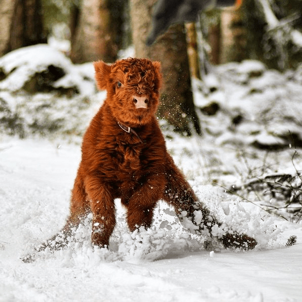 Highland Cattle Calves 