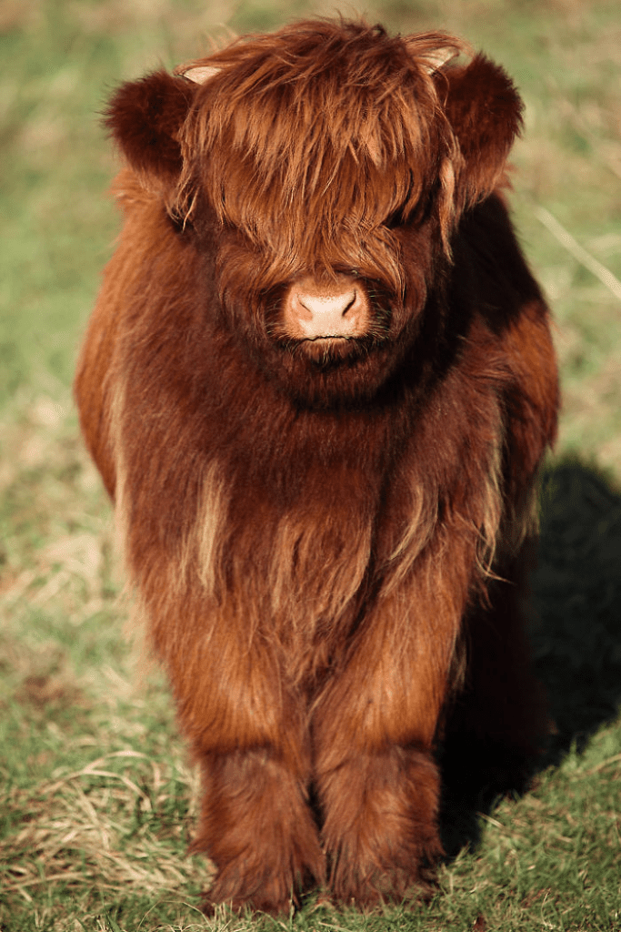 Highland Cattle Calves 