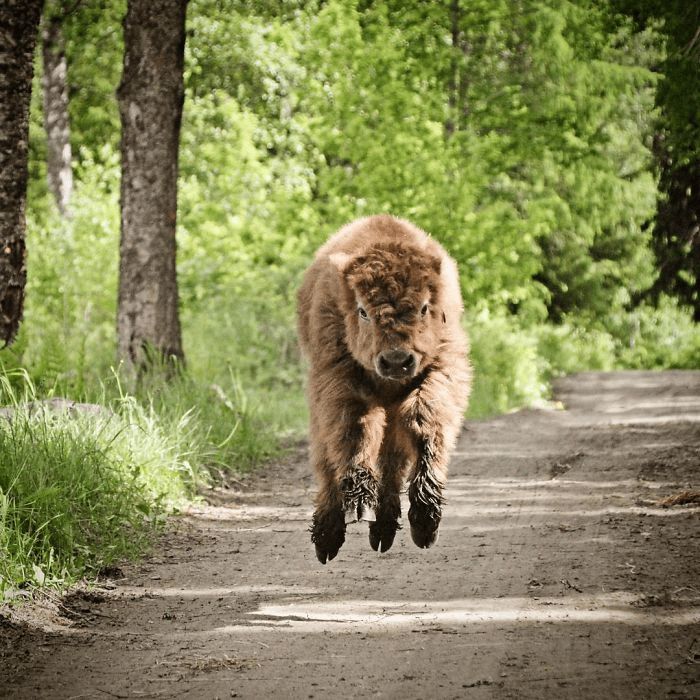 Highland Cattle Calves 