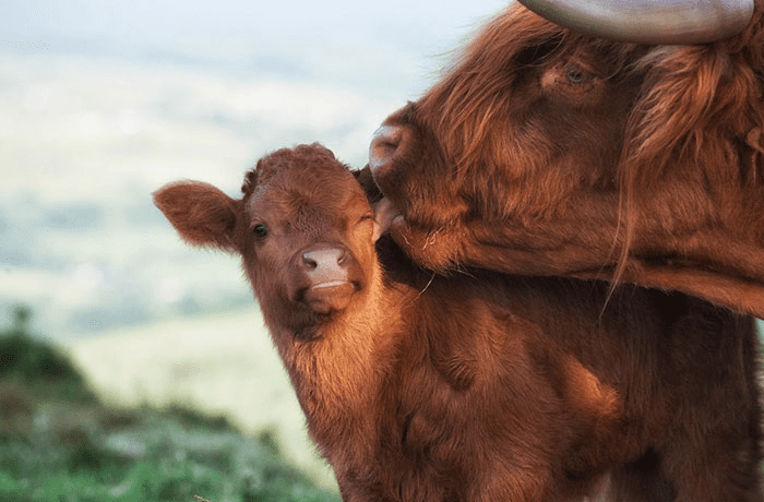 Highland Cattle Calves 