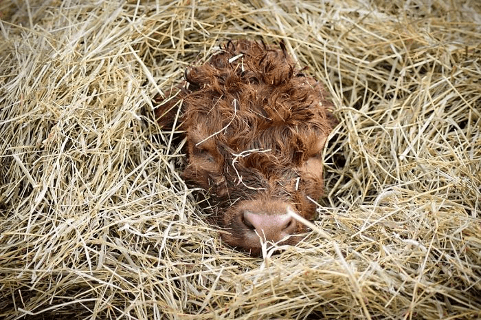 Highland Cattle Calves 