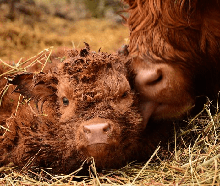 Highland Cattle Calves 