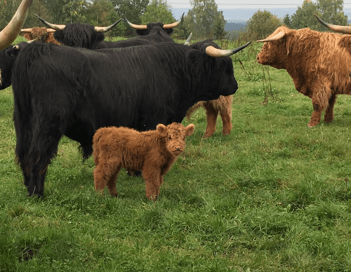 Highland Cattle Calves 