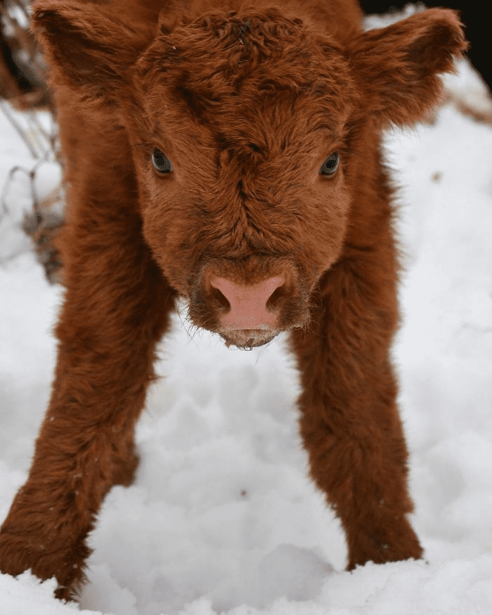 Highland Cattle Calves 