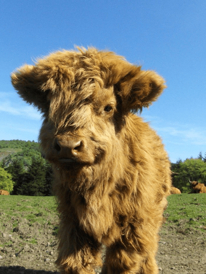 Highland Cattle Calves 