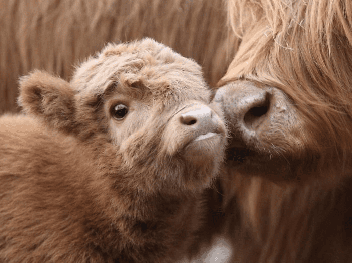 Highland Cattle Calves 