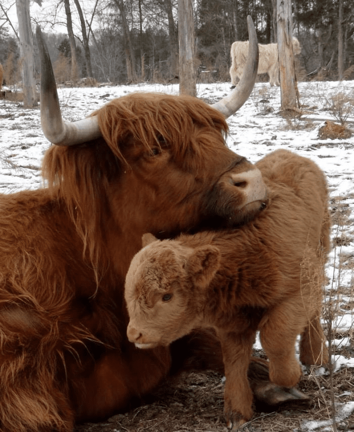Highland Cattle Calves 