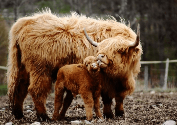 Highland Cattle Calves 