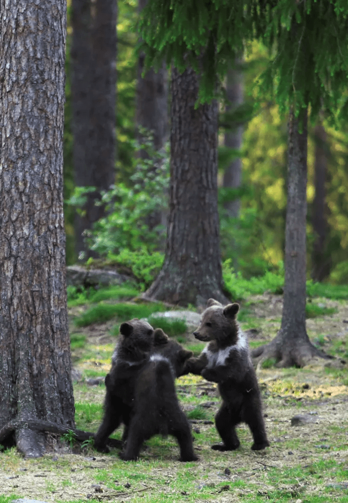 Bear Cubs